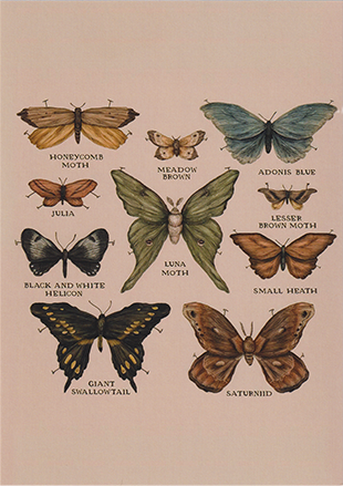 Butterfly Guide - Extended