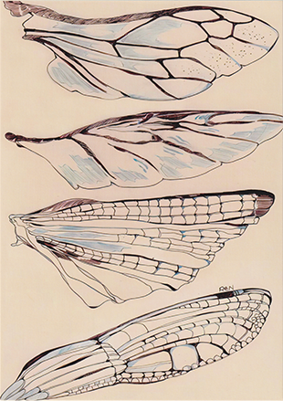 Dragonfly Wings