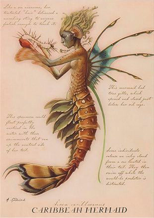 Caribbean Mermaid