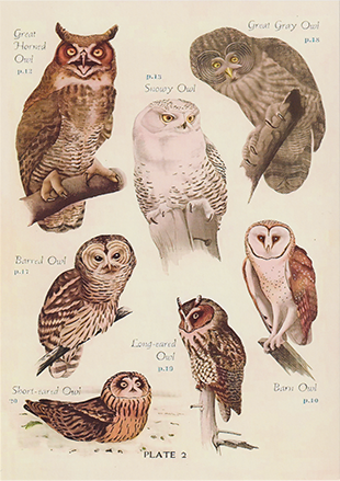 Owl Guide