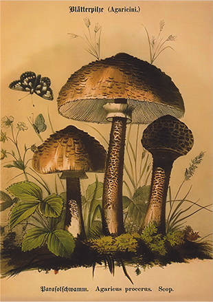 Agaricini Mushrooms