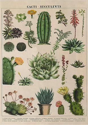 Cactus Guide