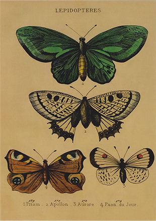 Butterfly Guide - Lepidopteres